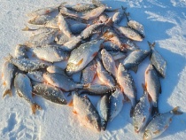 Грибники Калининградской области бурят лёд на заливах