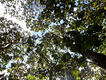 Экологи БФУ им. И. Канта помогут создать зеленый каркас Балтийска