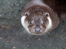 За смерть барсука и выдры под Озёрском требуют денег