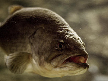 Стало известно о деградации и смертности рыбы на Виштынецком озере