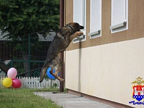 Полицейский пёс распереживался при родах своих щенков в Калининграде
