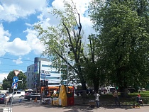 В центре Калининграда остолбовали клёны 