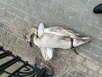 В Калининграде из-за фейерверков погибли лебеди