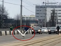 Лебедь использовал мост в Калининграде как взлётно-посадочную полосу