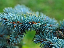 «Желание порадовать начальника»: под Черняховском селянин украл 8 елей