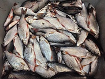 Рыба в Калининградской области пугающе изменилась в размерах