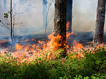 Под Калининградом горят деревья и квартиры