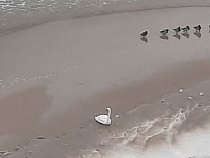 Калининградскую область ошарашивает шеренга выходящих из моря