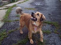 Покусанная собаками калининградка отсудила 250 тысяч рублей