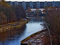 Администрация Калининграда: на восстановление “рядовых” деревьев денег нет 