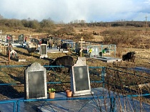 На кладбище под Черняховском пасут отару породистых коз (видео)