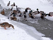 В Зеленоградске происходит массовая трагедия с утками