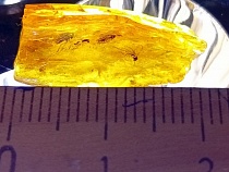 На пляже под Калининградом появились сразу 5 доисторических существ