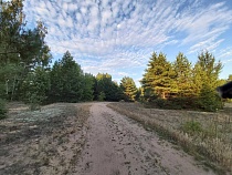 В лесу под Советском смогла заблудиться гость санатория