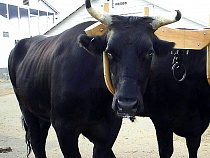 Компенсацию за нападение быка на женщину оценили в 30 тыс. рублей