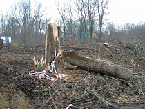 Впервые  за пятнадцать лет в лесах Калининградской области начались мелиоративные работы