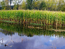 Калининград просит у Москвы 4 млрд рублей на мелиорацию и осушение