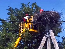 В Черняховске двух аистят спасли люди после смерти их родителей