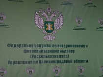 Россельхознадзор не пустил в область более 28 тонн сардины