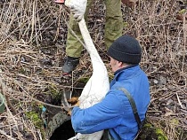 «Шея белая торчит»: в Мамоново провалился в колодец лебедь