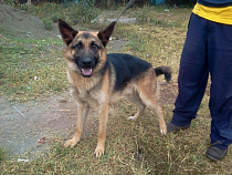 Агрессивный хозяин немецкой овчарки, напавшей на мужчину, заплатит 20 тысяч рублей