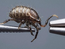 Калининградскую область толпами атакуют ранние вампиры