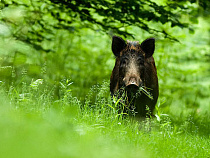 В Калининградской области из-за АЧС отменили квоты на добычу кабана