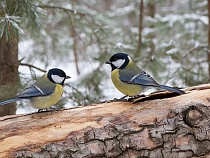 Назвали еду, которую нужно брать с собой на Куршскую косу