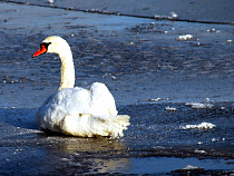 Калининградские спасатели освободили замерзшего в реке лебедя