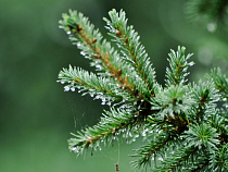 Безработный обнес питомник под Мамоново