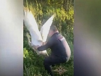 На дороге под Гвардейском полицейские спасли лебедя 
