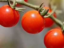 В Калининградскую область не пустили македонские томаты с молью