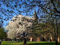 0 рублей, две недели работы - Алиханов о видео благоустройства острова Канта