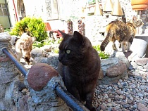 Гвардейск выцарапывает у Зеленоградска славу столицы котов