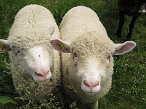 Похитителя овец в Черняховском районе нашли благодаря «Безопасному городу»