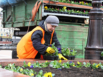Калининград расцветает