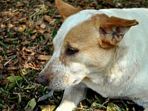 Выбросившая собак из окна жительница Советска может лишиться свободы