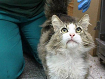 Кот-путешественник: в начале июня сотрудники приюта для животных в Познани обнаружили кота из Калининграда