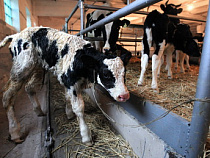 Калининградские скотокрады: эпизодов становится все больше