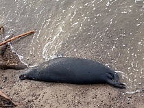 На пляже Зеленоградска умер большой тюлень