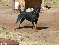 Взыскан моральный вред за нападение ротвейлера на женщину — 20 000 рублей