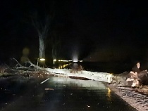 Новый ураган начал валить деревья в Калининградской области 