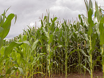 «Калининградская мясная компания» увеличила заготовку кукурузного силоса до 295 тысяч тонн в 2019 году