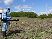 В Калининградской области начали травить и корчевать борщевик 