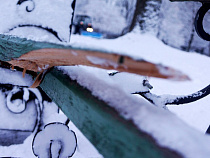 Праздники в Калининграде: железный ящик – “в лепешку”, обломки скамеек в Преголе 