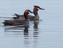 Туристам назвали места любования интимом в перьях под Калининградом