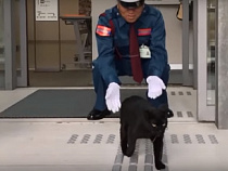 Японские коты получат янтарные ошейники и домики из Зеленоградска - СМИ