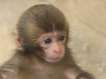 Калининградский зоопарк подарит пригласительные за оригинальные имена для попугая и макаки