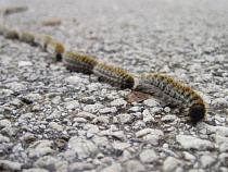 Посетителей Куршской косы предупредили о миграции ядовитых гусениц