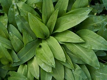 Жители Калининградской области ринулись в леса за бесплатной зеленью